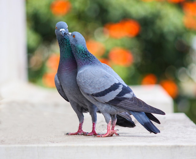 De gevolgen en oplossing voor vogels onder zonnepanelen