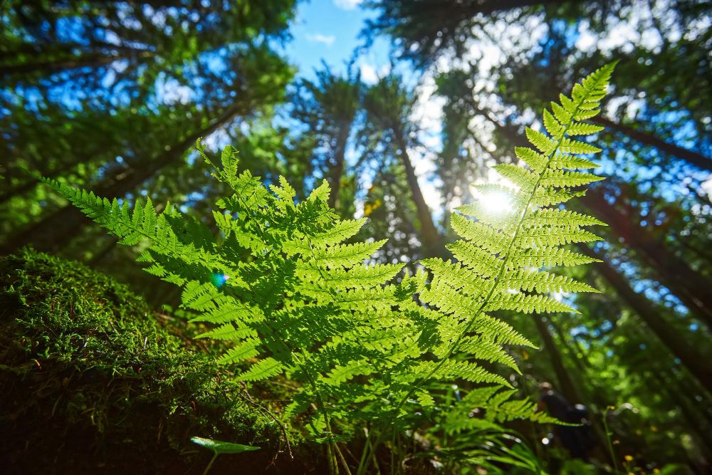 De tijdloze schoonheid voor je tuin is Taxus